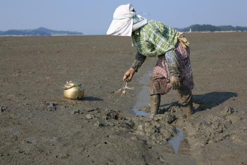 묻음낙지 6 - 낙지잡기 